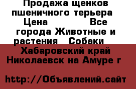 Продажа щенков пшеничного терьера › Цена ­ 30 000 - Все города Животные и растения » Собаки   . Хабаровский край,Николаевск-на-Амуре г.